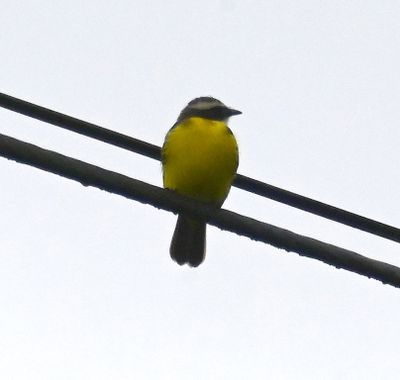 Social Flycatcher
also on the wire at the same stop