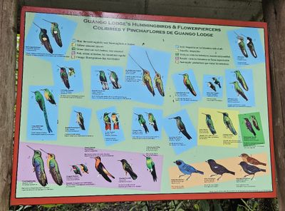 At Guango Lodge, a sign showing all the hummingbirds we could expect to see.