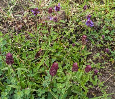 Common Selfheal
Prunella vulgaris