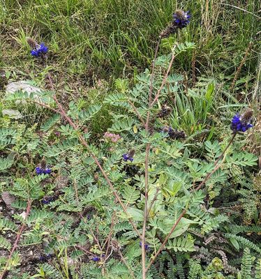 Andean Blue Clover
Dalea coerulea