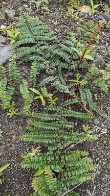 Coriaria ruscifolia
a member of Begonias, Gourds, and Allies Order Cucurbitales