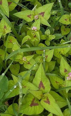 Nepal Persicaria
Persicaria nepalensis