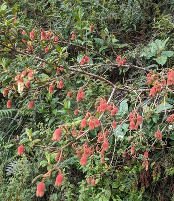Incan Earring
Brachyotum ledifolium