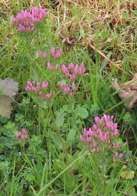 Common Centaury
Centaurium erythraea