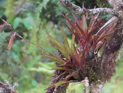 Racinaea goudae
a member of Tillandsioids Subfamily Tillandsioideae