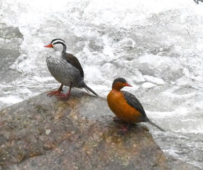 Male and female Torrent Ducks on the Quijos River
photo by Jerry Davis