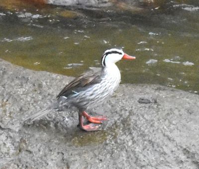 Male Torrent Duck on the Quijos River
photo by Jerry Davis