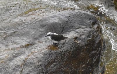 White-capped Dipper, along the Quijos River
photo by Jerry Davis