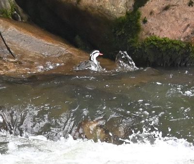 Male Torrent Duck, on the Quijos River