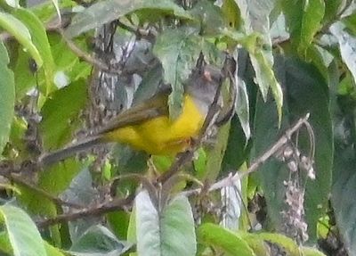 Gray-hooded Bush Tanager