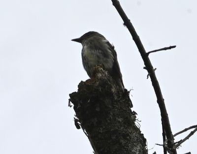 Olive-sided Flycatcher
a little closer