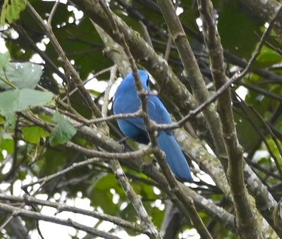Turquoise Jay
as we were driving out of the area