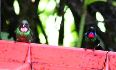Female and male Tourmaline Sunangel hummingbirds
at a large tray of sugar water near the restaurant
