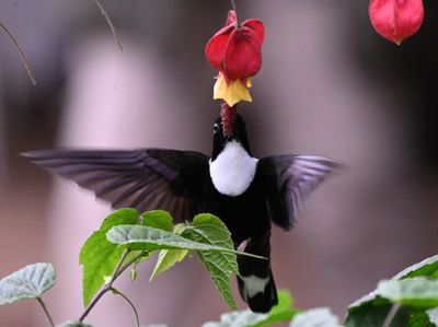 Collared Inca
at a flower