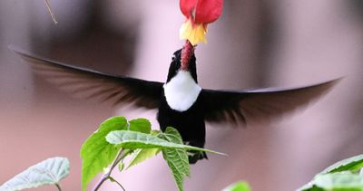 Collared Inca