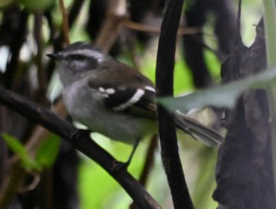 White-banded Tyrannulet
Some of us took a walk along one of the trails and found several birds.