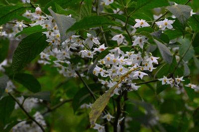 DSC_8309b.jpg