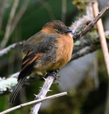 Cinnamon Flycatcher
There were two of them sitting close together.
From Guango Lodge, we went to Cumbaya, then to San Jos de Puembo Hotel, Quito airport, Atlanta, and home.
