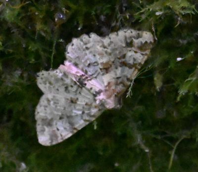 Ecuador Non-Avian Fauna, Mar 2024