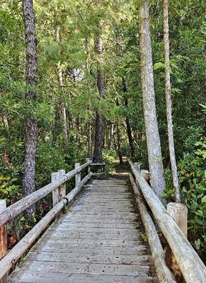 Gerald, Vicki, Kathy, Ron, Mary and Steve went to the Darlingtonia State Natural Site to see the pitcher plants that grow there. This is the boardwalk leading to the plants.