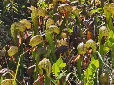 Some of the pitcher plants