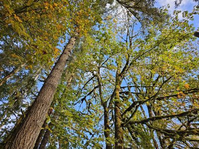 Along Highway 136, we pulled off at the Linslaw roadside park.
Mary likes to take photos of the treetops.