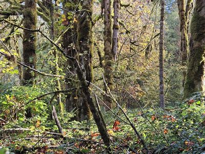Moss on the trees
