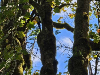 More mossy trees