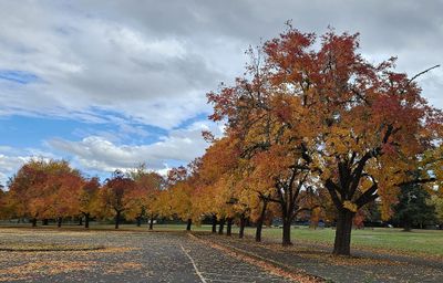 Then we drove around the lake to Orchard Point Park. Mary was smitten by these trees changing colors around the border of the parking lot.