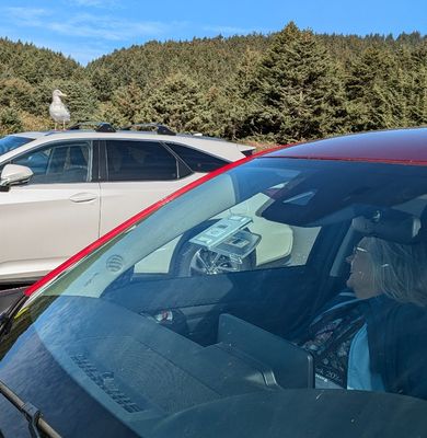 When we pulled into the parking lot at Bob Creek wayside stop, Mary saw the gull on the car next to us.