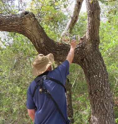 In the afternoon, Steve and Mary hiked around nearby Camp Helen State Park and found a beehive in a tree; Steve got a close-up photo.