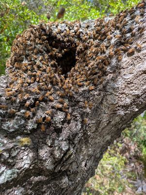Beehive in a tree