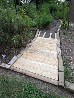 I bought treated 1x6 and 1x4 lumber in 8' and 10' lengths. I ripped 2 of the 10' into 2 pieces and laid them down to provide support and nailers for the boardwalk itself. I wanted small gauge screws to attach the boards (slats) to the laths underneath so they were less likely to split the boards; to save time, I didn't want to drill a hole for each screw. I chose 1 sheetrock screws because they had lasted decades in much earlier outdoor projects.
I planned to cut the 10' boards into thirds for the slats, so I narrowed most of the path to 38-40 and cut the 8' boards into 2 pieces for the wider portion at the mouth of the path. When I put in the mulched path with roll roofing underneath, I put a wooden lip at each end to separate the path from the lawn. I butted the first path slat against it, then used 2 small nails to create a gap between slats thereafter. I got about 7' of the path laid the first day.