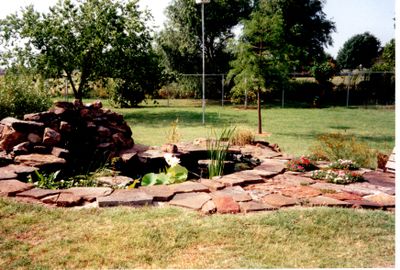The pond, with the first of two bald cypress trees in the R background. Willows and other trees are beginning to grow along the drainage ditch behind the back fence.