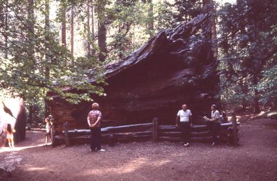 198106  Kathy, Pepper & Jackie among redwoods