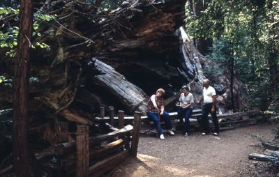 198106  Kathy, Jackie & Pepper studying redwoods