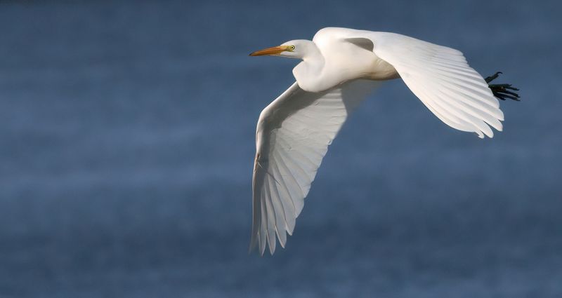 DSC00863 - Great Egret