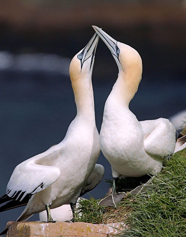 _DSC1747 - Crossing Beaks