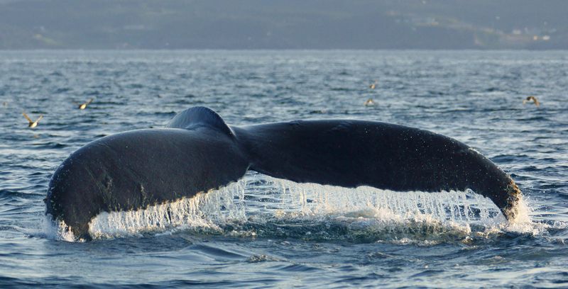 DSC03104 - Like Water Off A Whales Tail<br>**WINNER**