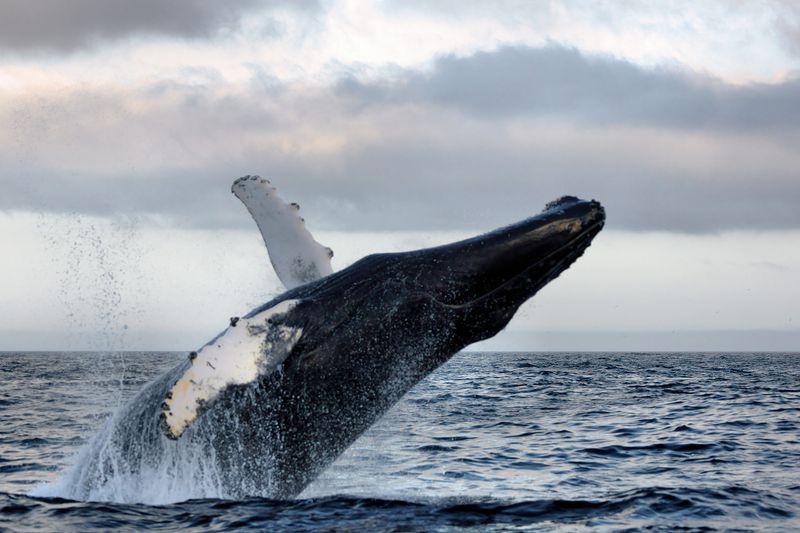 DSC04087 - Breaching Humpback