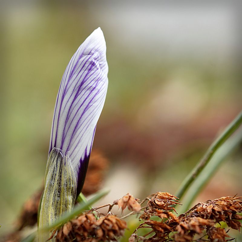 DSC07542-First Crocus