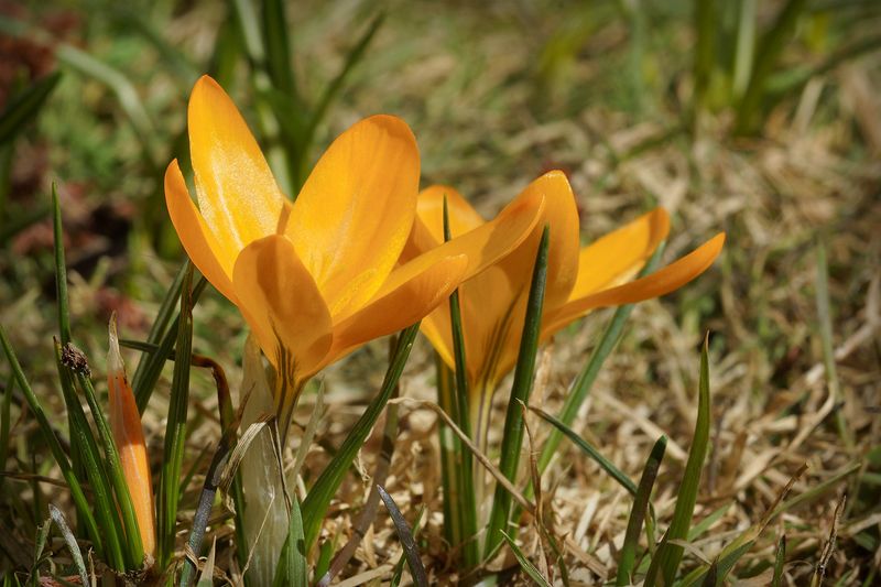 DSC07559 - Yellow Crocus