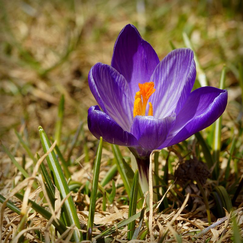 DSC07578 - Purple Crocus