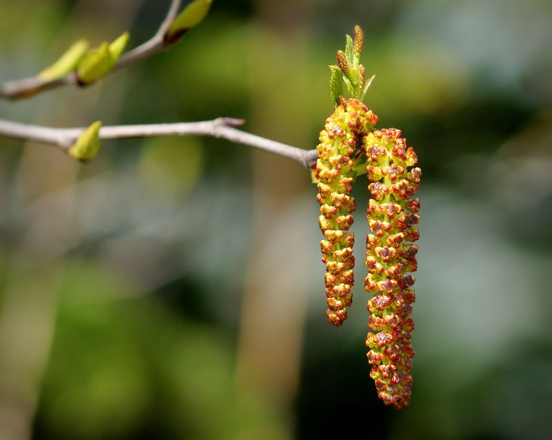 DSC08187 - Buds