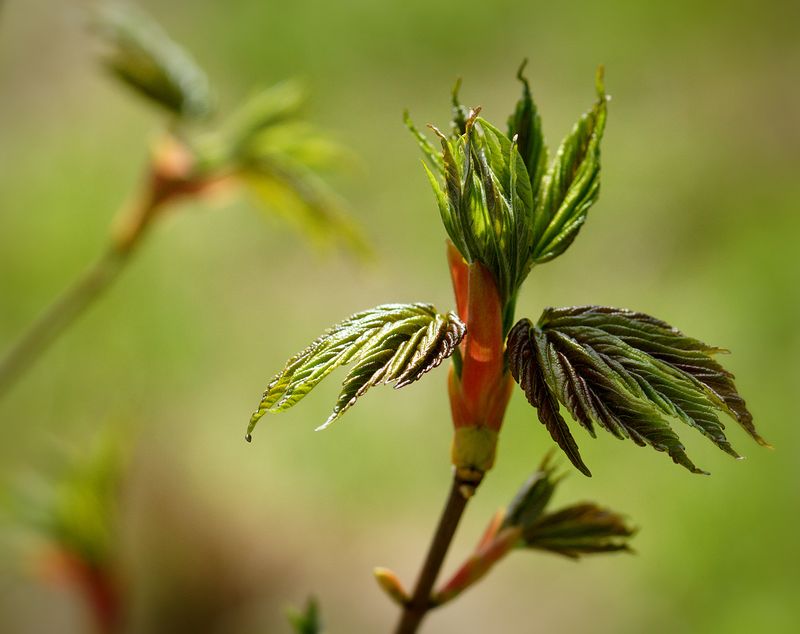 DSC08179 - Opening Leaves
