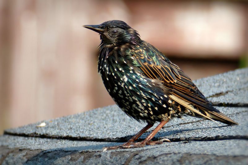 DSC08255 - European Starling