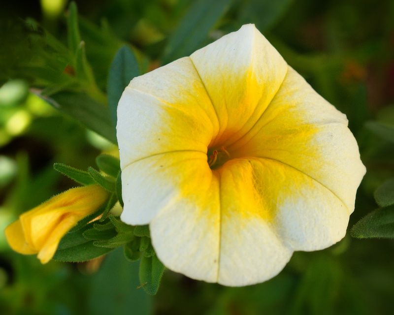 Macros and Close-ups