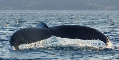 DSC03104 - Like Water Off A Whales Tail<br>**WINNER**