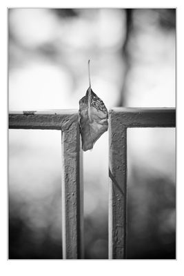 IMG_2584.jpeg