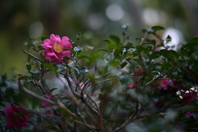 IMG_7051.jpeg